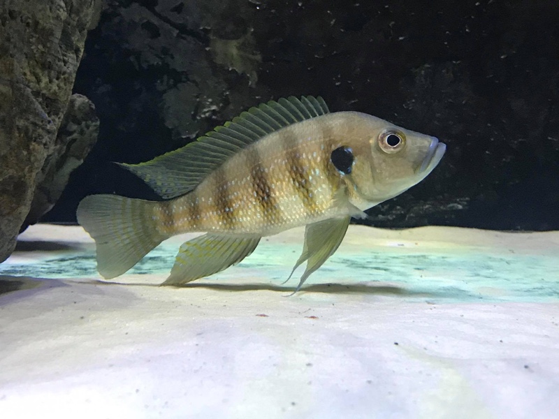 Greenwoodochromis christyi 'Chituta Bay'